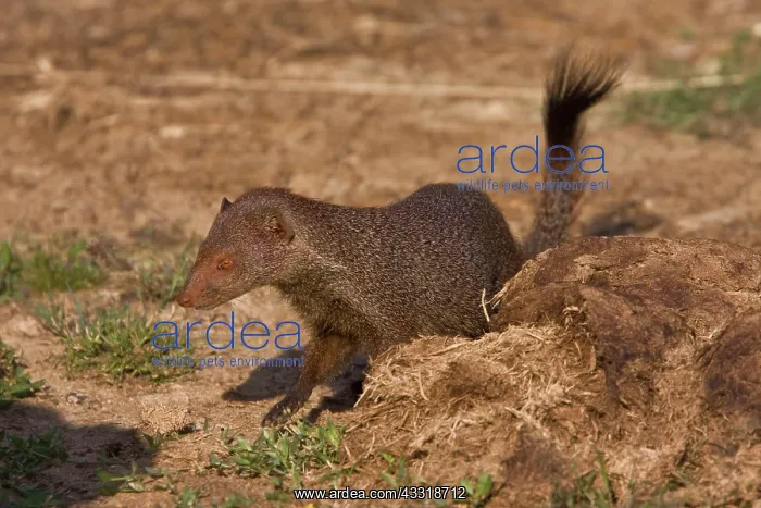 : Zeylandicus, Herpestes smithii, mongoose, ruddy : Zeylandicus, Herpestes smithii, mongoose, ruddy