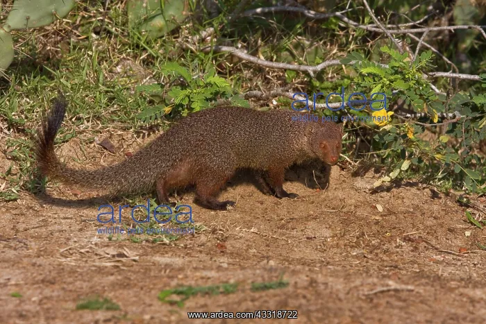 : Zeylandicus, Herpestes smithii, mongoose, ruddy : Zeylandicus, Herpestes smithii, mongoose, ruddy
