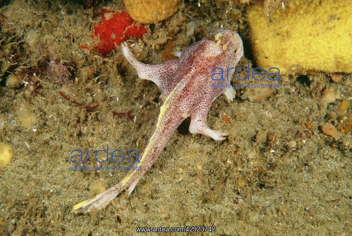 : ZiebellIs Handfish : ZiebellIs Handfish