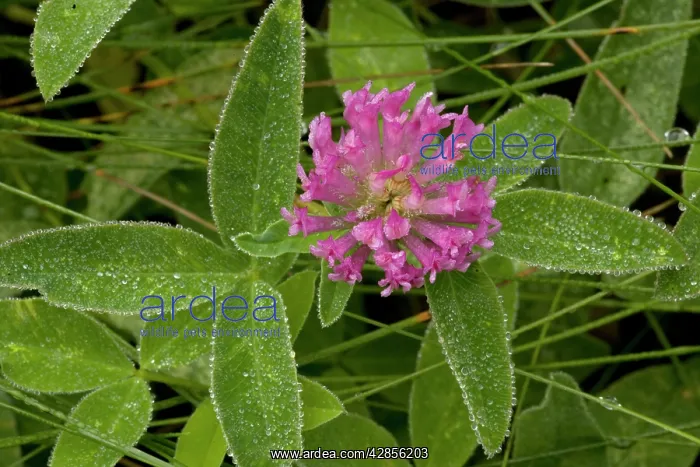 : Zig-zag clover, after rain : Zig-zag clover, after rain
