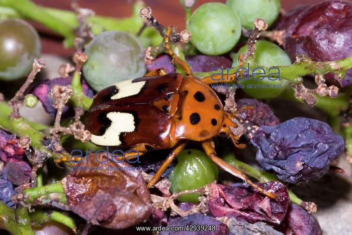  : Zig-zag Fruit Chafer, attracted to overripe grapes