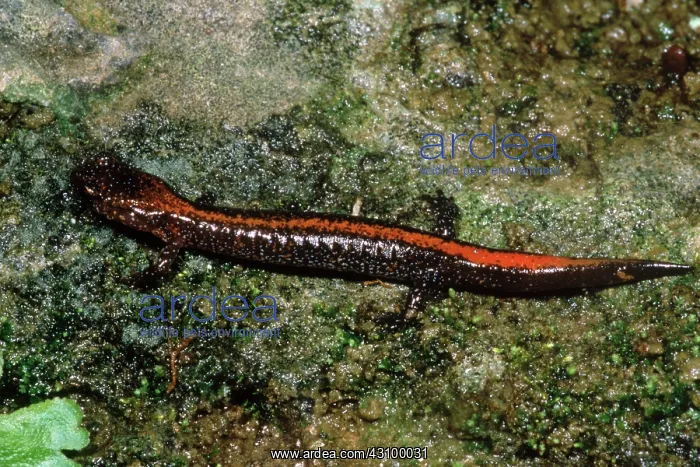 : Zig-Zag Salamander : Zig-Zag Salamander