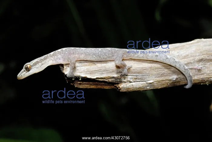 : Zigzag Gecko : Zigzag Gecko