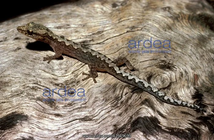 : Zigzag velvet gecko : Zigzag velvet gecko