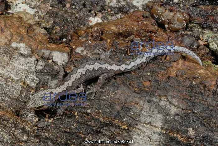 : Zigzag Velvet Gecko : Zigzag Velvet Gecko