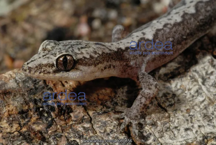  : Zigzag Velvet Gecko