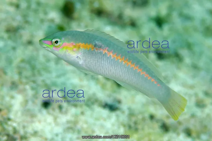 : Zigzag Wrasse Sebayor Point dive site, between Komodo : Zigzag Wrasse Sebayor Point dive site, between Komodo