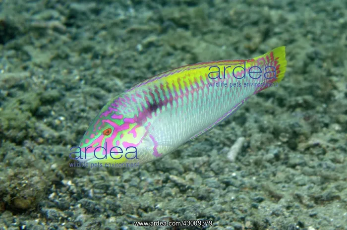 : Zigzag Wrasse Serena Besar dive site, Lembeh Straits : Zigzag Wrasse Serena Besar dive site, Lembeh Straits