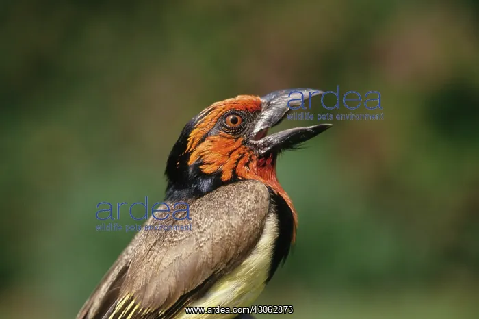 : Zimbabwe. Close-up of black-collared barbet : Zimbabwe. Close-up of black-collared barbet