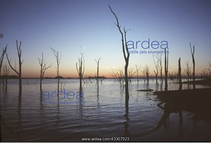 : ZIMBABWE - flooded Trees, Kariba Dam : ZIMBABWE - flooded Trees, Kariba Dam