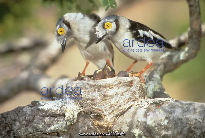 : Zimbabwe. Two helmetshrike parents on nest