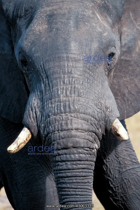  : Zimbabwe, Hwange National Park. African