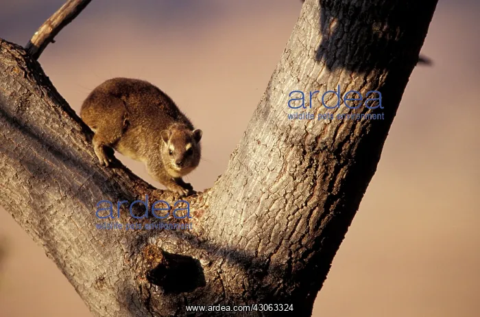 : Zimbabwe, Hwange National Park. Brush Hyrax : Zimbabwe, Hwange National Park. Brush Hyrax