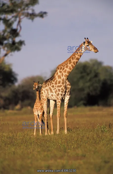 : Zimbabwe, Hwange National Park. Giraffe : Zimbabwe, Hwange National Park. Giraffe