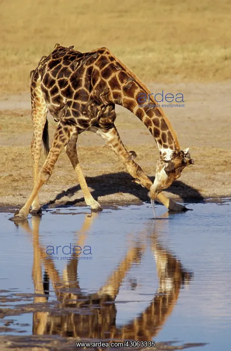 : Zimbabwe, Hwange National Park. Giraffe : Zimbabwe, Hwange National Park. Giraffe