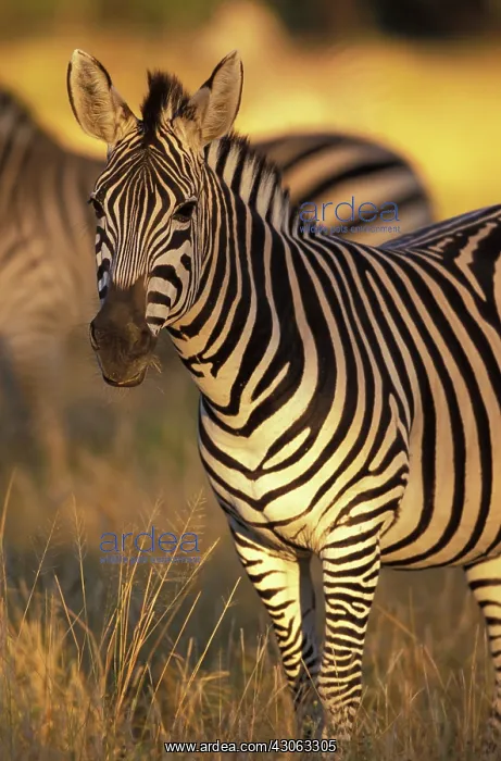 : Zimbabwe, Hwange National Park, Linkwasha : Zimbabwe, Hwange National Park, Linkwasha
