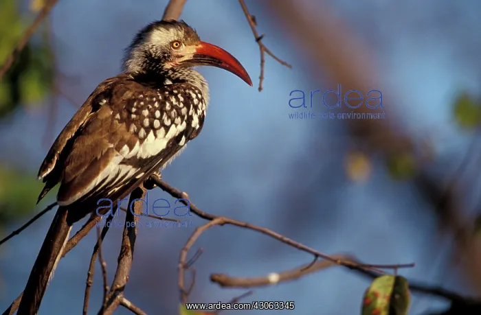 : Zimbabwe, Hwange National Park. Red-billed : Zimbabwe, Hwange National Park. Red-billed