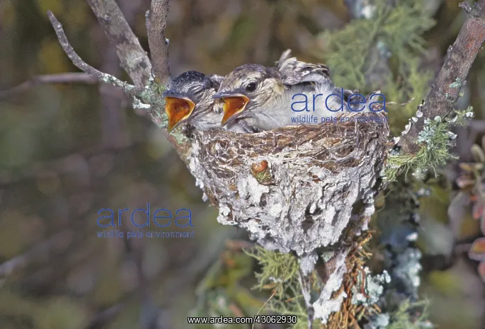  : Zimbabwe. Puff-backed shrike chicks in nest