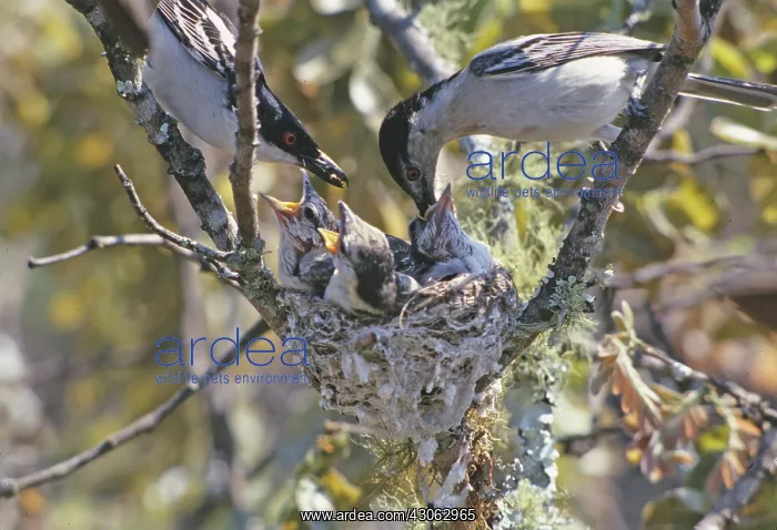 : Zimbabwe. Puff-backed shrike parents feeding : Zimbabwe. Puff-backed shrike parents feeding