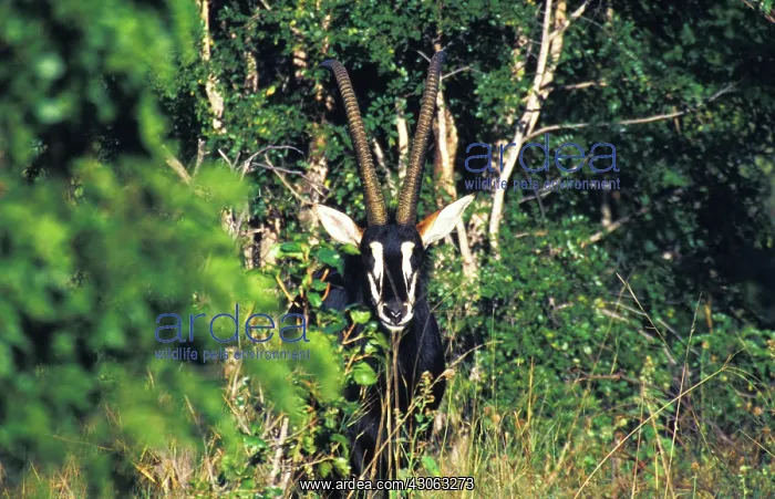 : Zimbabwe. Sable Antelope (Hippotragus niger) : Zimbabwe. Sable Antelope (Hippotragus niger)