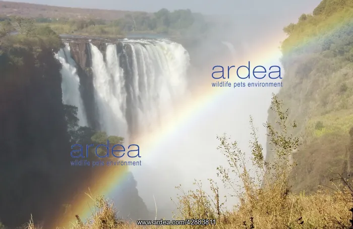 : Zimbabwe - View of the Victoria Falls where the : Zimbabwe - View of the Victoria Falls where the