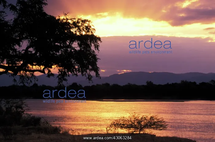 : Zimbabwe. View of Zambezi River at sunset : Zimbabwe. View of Zambezi River at sunset
