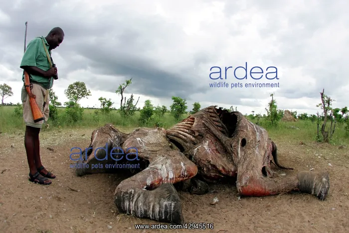 : Zimbabwean Park Guard Observing Elephant Carcass : Zimbabwean Park Guard Observing Elephant Carcass