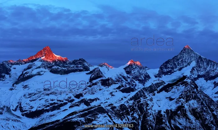 : Zinalrothorn with snow in red dawn glow, Dent Blanche : Zinalrothorn with snow in red dawn glow, Dent Blanche