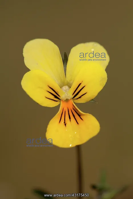 : Zinc Violet : Zinc Violet
