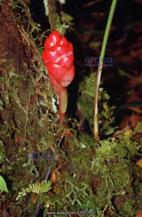 : Zingiber - a type of Ginger, medicinal : Zingiber - a type of Ginger, medicinal