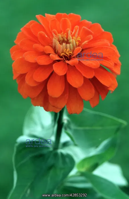  : Zinnia