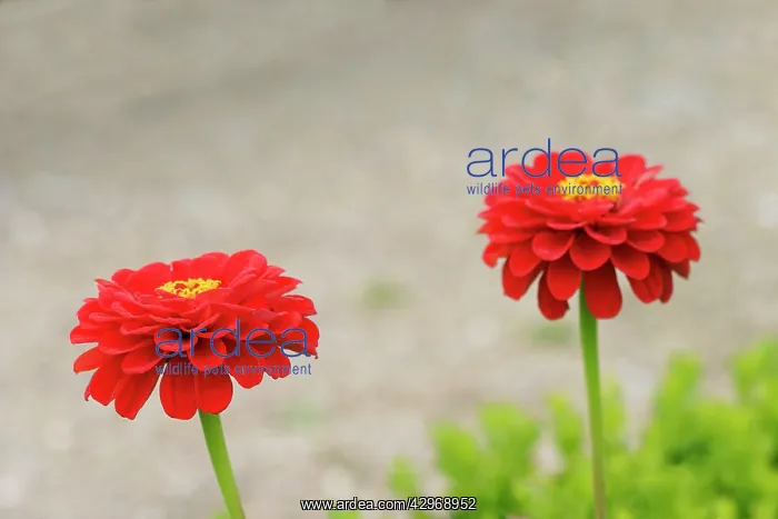 : Zinnia. Zinnia : Zinnia. Zinnia