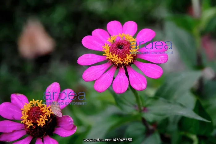 : Zinnia, bright pink Zinnia elegans. Thailand, Chiang Mai, Phrao : Zinnia, bright pink Zinnia elegans. Thailand, Chiang Mai, Phrao
