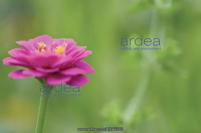 : Zinnia : Zinnia