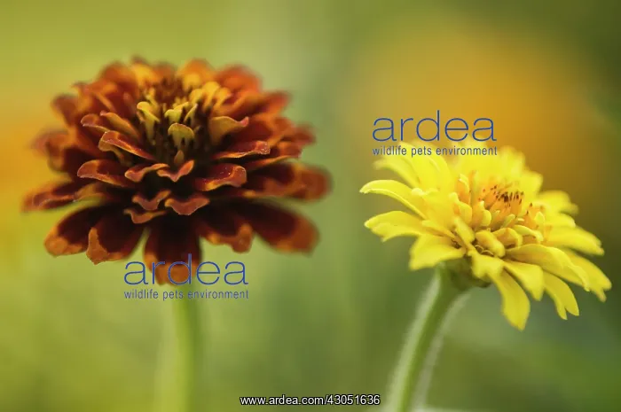 : Zinnia, Zinnia elegans : Zinnia, Zinnia elegans
