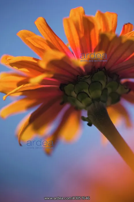 : Zinnia, Zinnia elegans : Zinnia, Zinnia elegans
