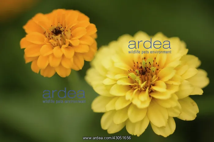 : Zinnia, Zinnia elegans : Zinnia, Zinnia elegans
