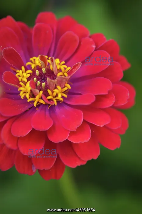 : Zinnia, Zinnia elegans : Zinnia, Zinnia elegans