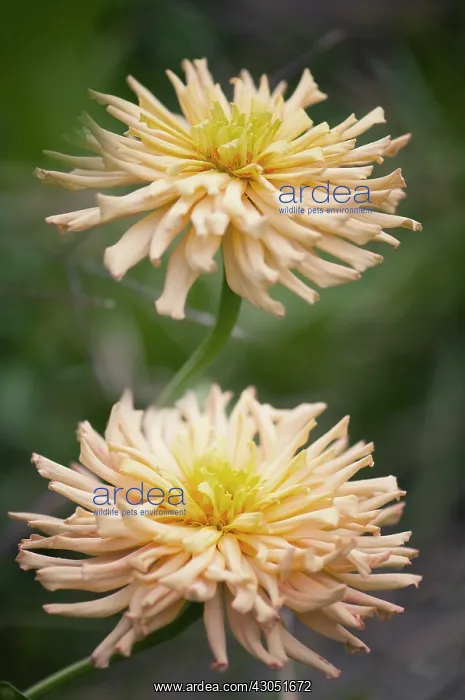 : Zinnia, Zinnia Cactus Flowered Mix : Zinnia, Zinnia Cactus Flowered Mix