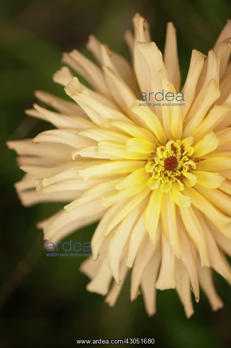 : Zinnia, Zinnia Cactus Flowered Mix : Zinnia, Zinnia Cactus Flowered Mix