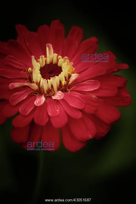 : Zinnia, Zinnia elegans : Zinnia, Zinnia elegans