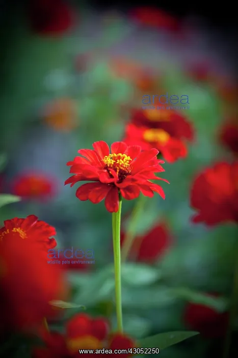 : Zinnia : Zinnia