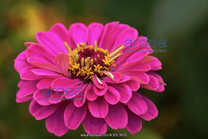 : Zinnia. Single dahlia-like flower head of Zinnia elegans with deep pink layered petals : Zinnia. Single dahlia-like flower head of Zinnia elegans with deep pink layered petals
