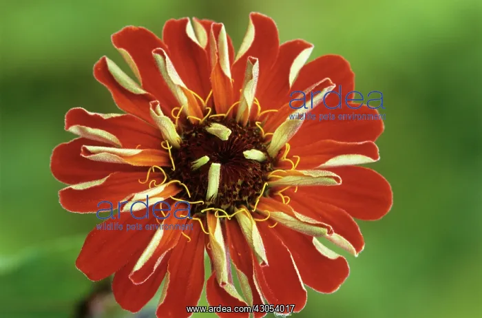 : Zinnia, Zinnia Cactus orange : Zinnia, Zinnia Cactus orange