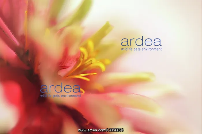 : Zinnia, Zinnia elegans Ruffles : Zinnia, Zinnia elegans Ruffles