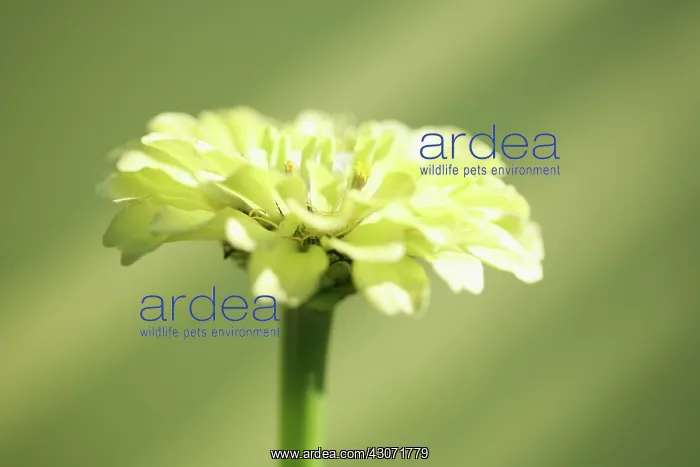 : Zinnia : Zinnia