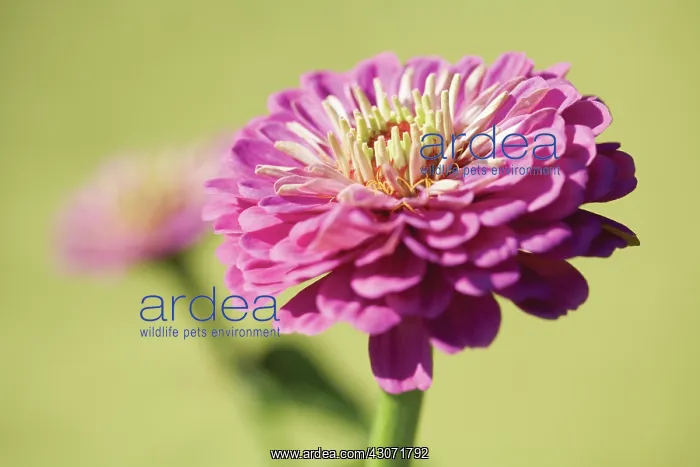 : Zinnia : Zinnia