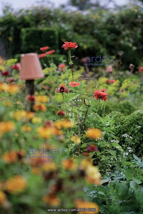 : Zinnia : Zinnia