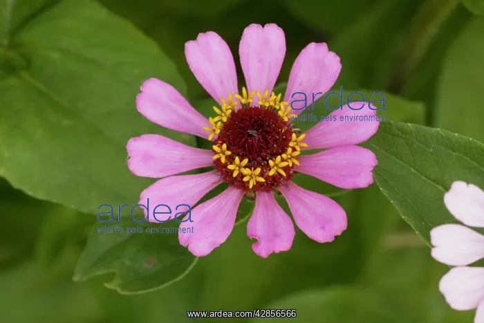 : Zinnia elegans, in garden : Zinnia elegans, in garden