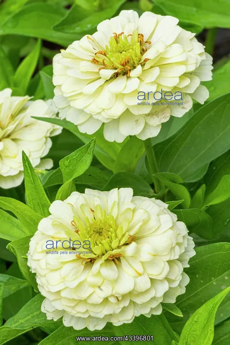 : Zinnia elegans White, flowers : Zinnia elegans White, flowers